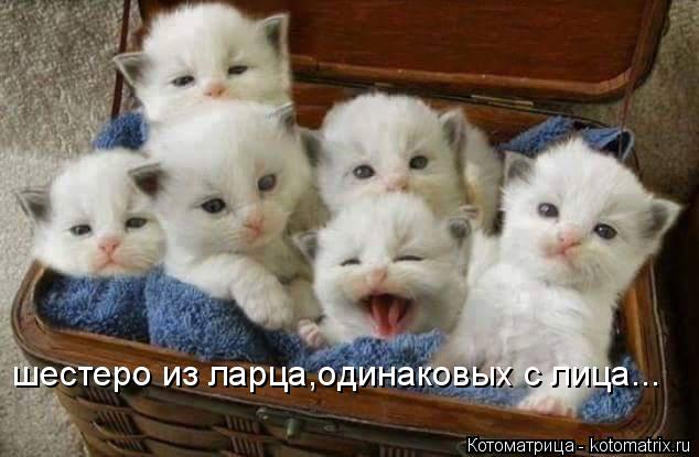 Котоматрица: шестеро из ларца,одинаковых с лица...