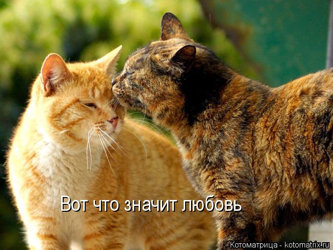Котоматрица: Вот что значит любовь