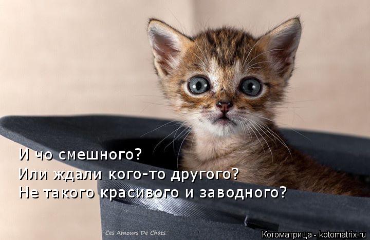 Котоматрица: Или ждали кого-то другого? И чо смешного? Не такого красивого и заводного?