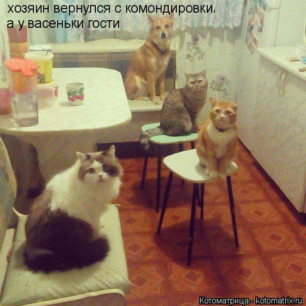 Котоматрица: хозяин вернулся с комондировки а у васеньки гости  ,
