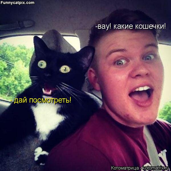 Котоматрица: -вау! какие кошечки! - дай посмотреть!