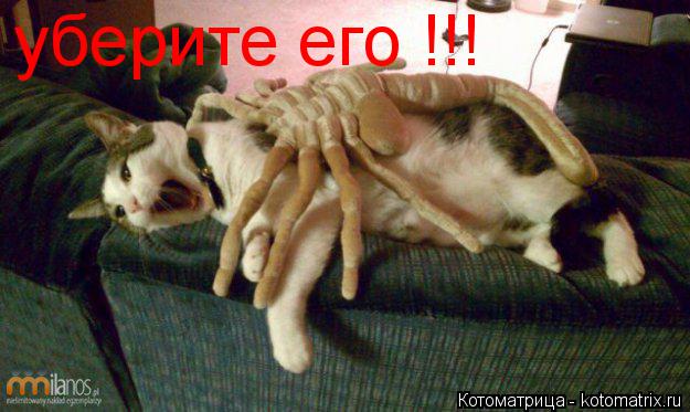 уберите его !!!... Котоматрица: уберите его !!!