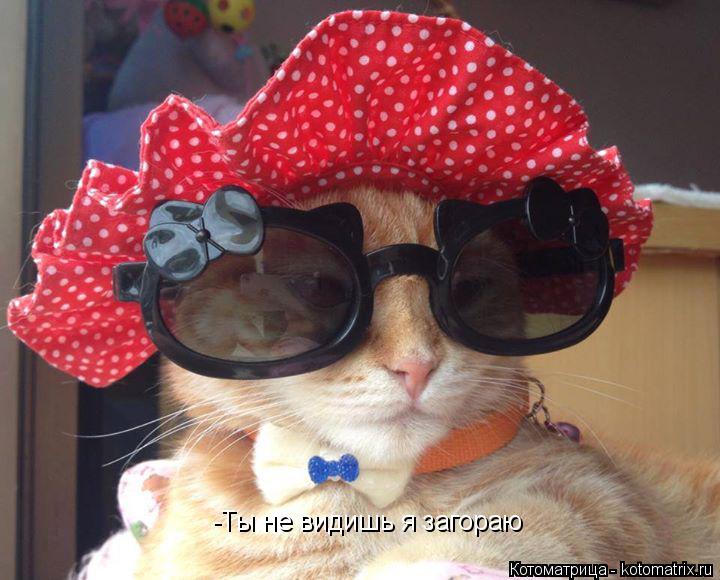 Котоматрица: -Милая поехали домой? -Ты не видишь я загораю