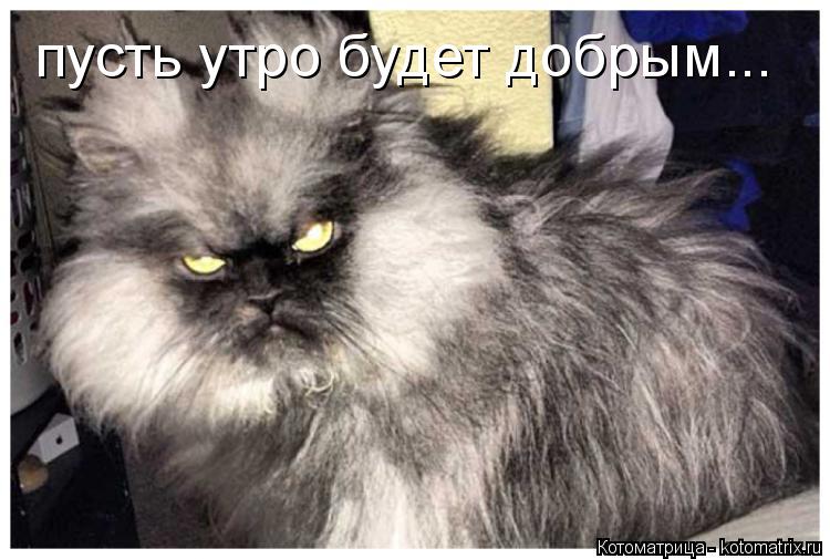 Котоматрица: пусть утро будет добрым...