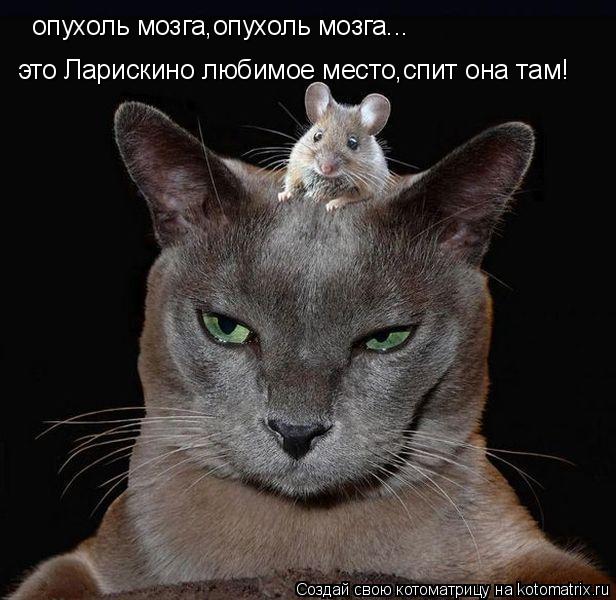 опухоль мозга,опухоль мозга... это Ларискино любимое место,спит она там!... Котоматрица: опухоль мозга,опухоль мозга... это Ларискино любимое место,спит она там!