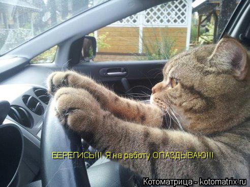 Котоматрица: БЕРЕГИСЬ!!! Я на работу ОПАЗДЫВАЮ!!!