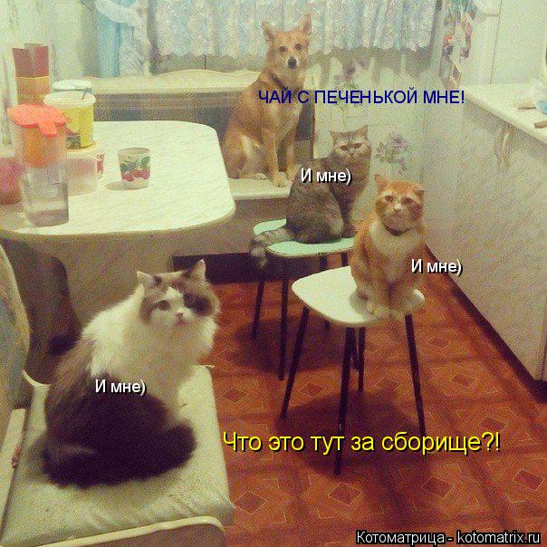 Котоматрица: Что это тут за сборище?! ЧАЙ С ПЕЧЕНЬКОЙ МНЕ! И мне) И мне) И мне)