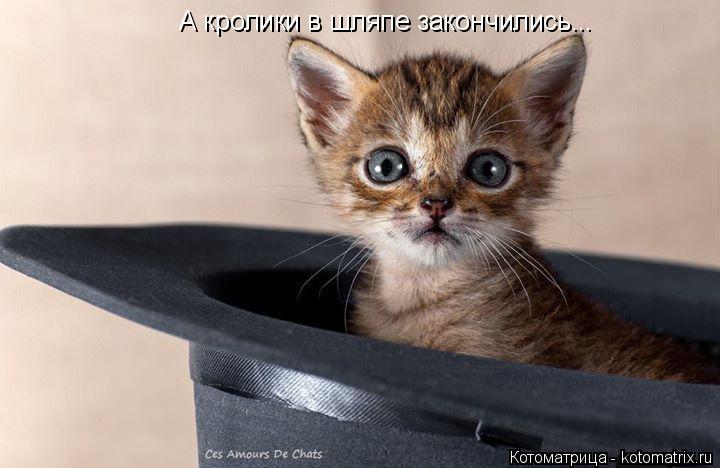 Котоматрица: А кролики в шляпе закончились...