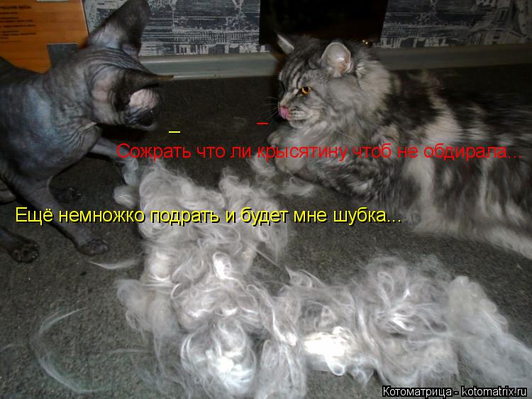 Ещё немножко подрать и будет мне шубка... Сожрать что ли крысятину чтоб не обдирала... _ _... Котоматрица: Ещё немножко подрать и будет мне шубка... Сожрать что ли крысятину чтоб не обдирала... _ _