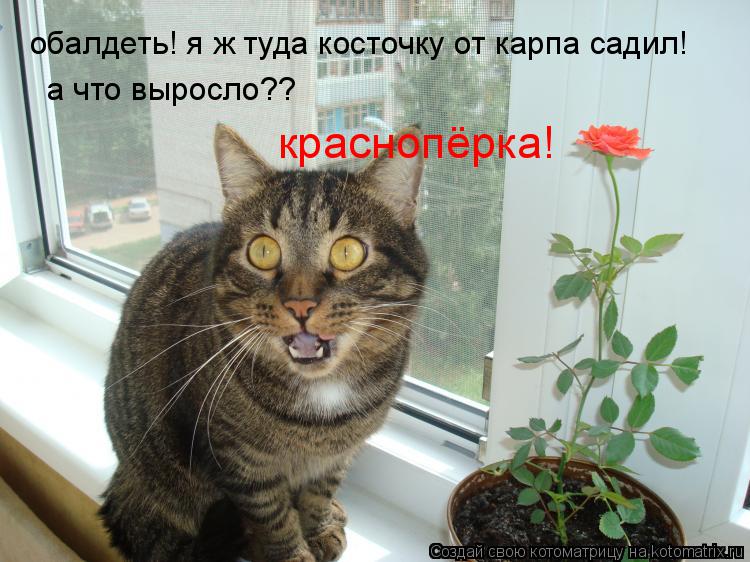 Котоматрица: а что выросло?? краснопёрка! обалдеть! я ж туда косточку от карпа садил!