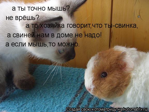 а ты точно мышь? не врёшь? а то хозяйка говорит,что ты-свинка, а свиней нам в доме не надо! а если мы... Котоматрица: а ты точно мышь? не врёшь? а то хозяйка говорит,что ты-свинка, а свиней нам в доме не надо! а если мышь,то можно.