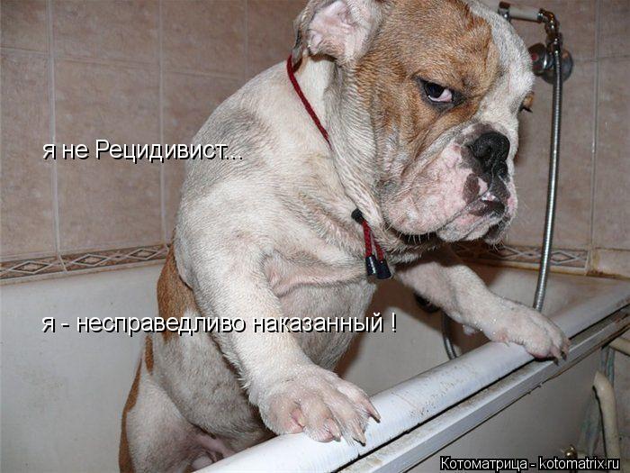 я не Рецидивист... я - несправедливо наказанный !... Котоматрица: я не Рецидивист... я - несправедливо наказанный !