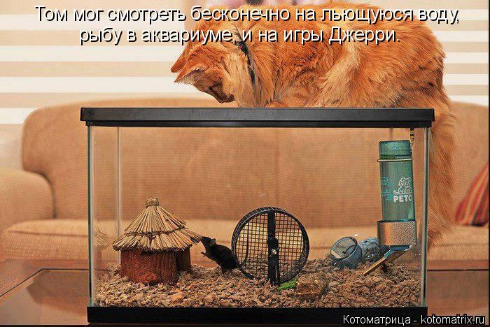 рыбу в аквариуме, и на игры Джерри. Том мог смотреть бесконечно на льющуюся воду,... Котоматрица: рыбу в аквариуме, и на игры Джерри. Том мог смотреть бесконечно на льющуюся воду,