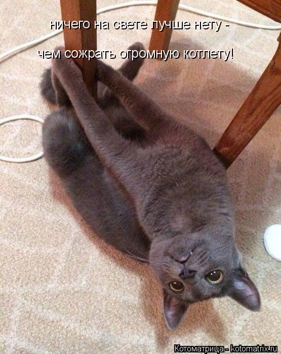 ничего на свете лучше нету - чем сожрать огромную котлету!... Котоматрица: ничего на свете лучше нету - чем сожрать огромную котлету!