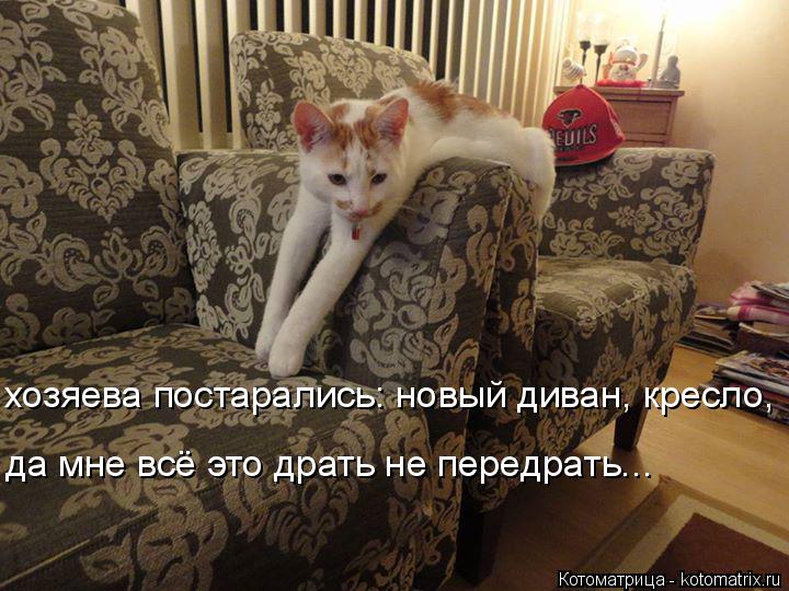 Котоматрица: хозяева постарались: новый диван, кресло, да мне всё это драть не передрать...