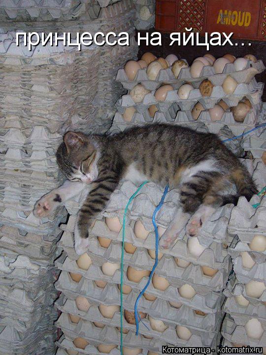 Котоматрица: принцесса на яйцах...