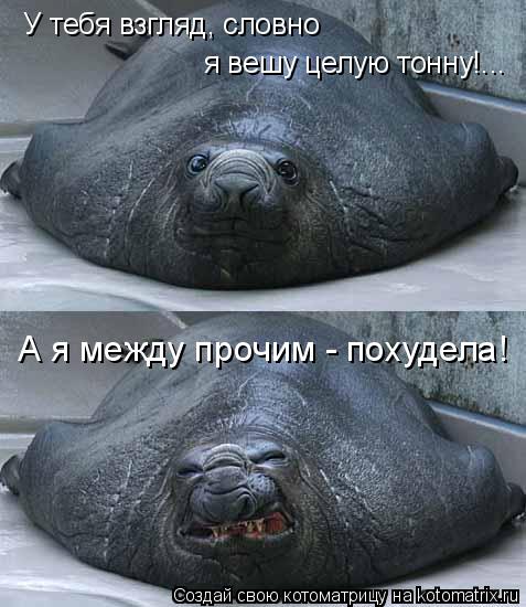 У тебя взгляд, словно я вешу целую тонну!... А я между прочим - похудела!... Котоматрица: У тебя взгляд, словно я вешу целую тонну!... А я между прочим - похудела!