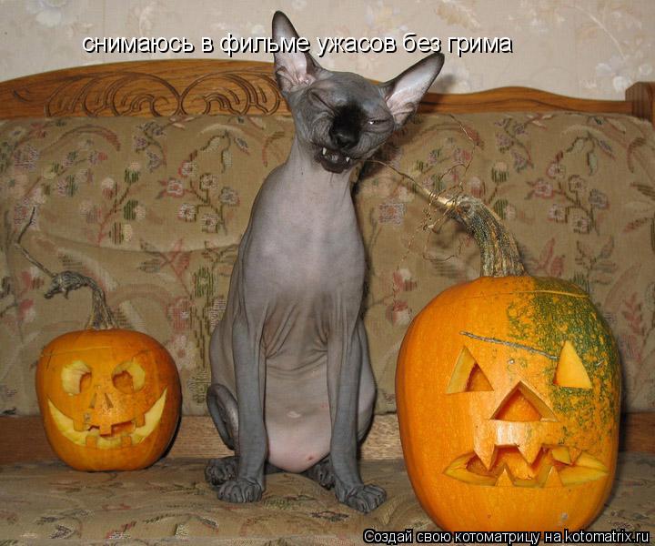 снимаюсь в фильме ужасов без грима... Котоматрица: снимаюсь в фильме ужасов без грима