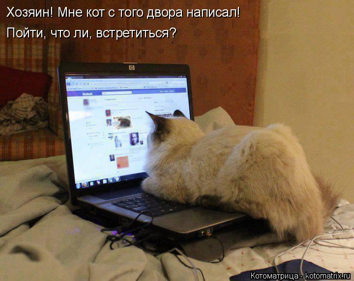 Хозяин! Мне кот с того двора написал! Пойти, что ли, встретиться?... Котоматрица: Хозяин! Мне кот с того двора написал! Пойти, что ли, встретиться?