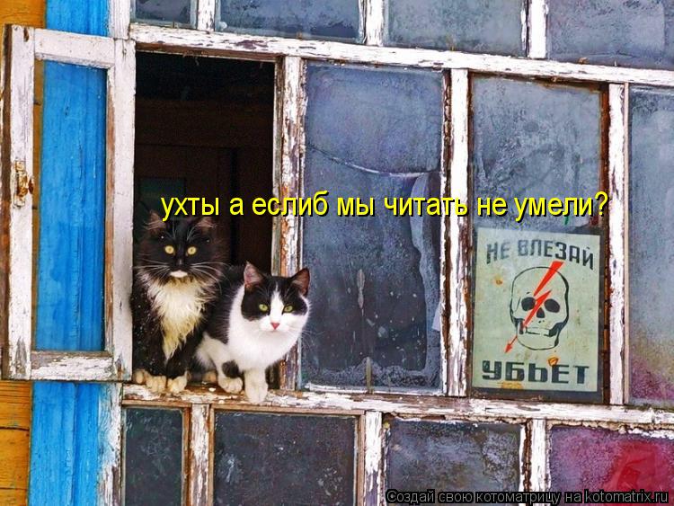 Котоматрица: ухты а еслиб мы читать не умели?