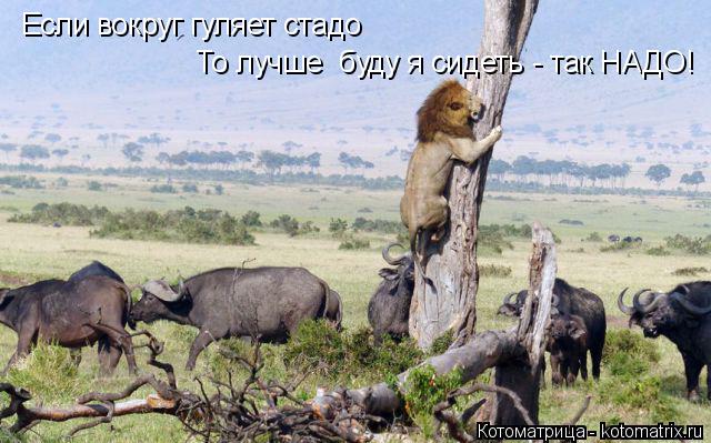 Котоматрица: Если вокруг гуляет стадо То лучше  буду я сидеть - так НАДО!