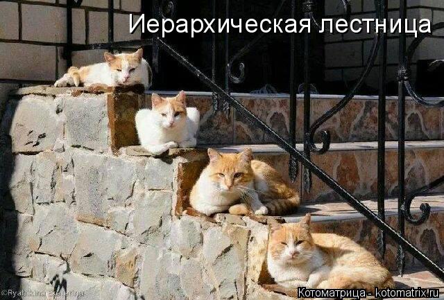 Иерархическая лестница... Котоматрица: Иерархическая лестница