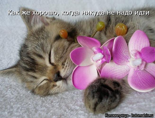 Котоматрица: Как же хорошо, когда никуда не надо идти