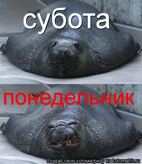 субота понедельник... Котоматрица: субота понедельник