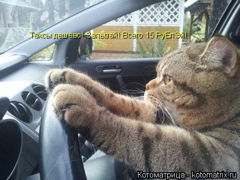 Котоматрица: Таксы дешево! Залызай! Всего 15 РуБлЭй!
