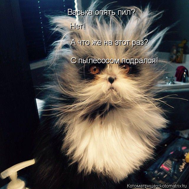 Васька опять пил? Нет! А что же на этот раз? С пылесосом подрался!... Котоматрица: Васька опять пил? Нет! А что же на этот раз? С пылесосом подрался!