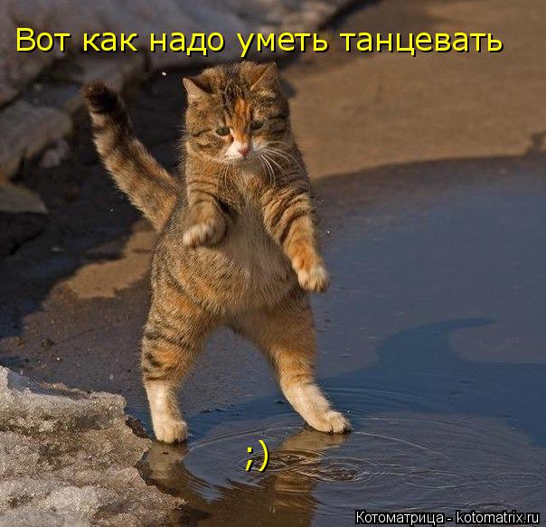 Котоматрица: Вот как надо уметь танцевать ;)