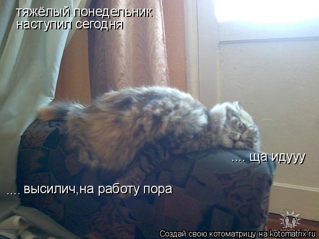 Котоматрица: тяжёлый понедельник наступил сегодня высилич,на работу пора .... .... ща идууу