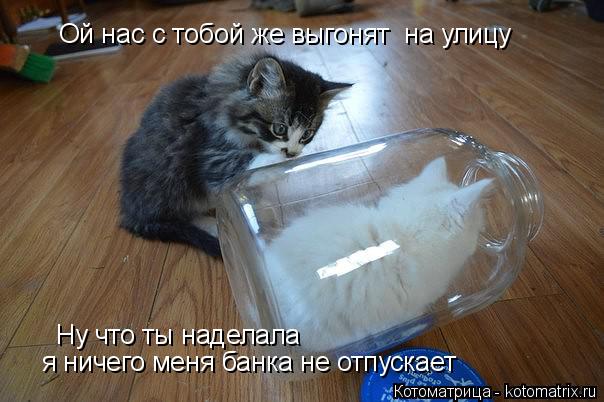 Ой нас с тобой же выгонят на улицу Ну что ты наделала я ничего меня банка не отпускает... Котоматрица: Ой нас с тобой же выгонят на улицу Ну что ты наделала я ничего меня банка не отпускает