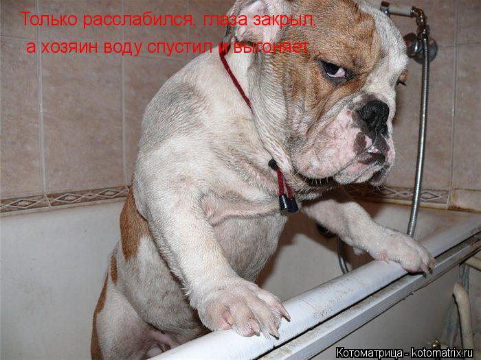 Только расслабился, глаза закрыл, а хозяин воду спустил и выгоняет...... Котоматрица: Только расслабился, глаза закрыл, а хозяин воду спустил и выгоняет...