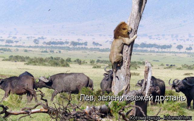 Котоматрица: Лёв, зелени свежей достань