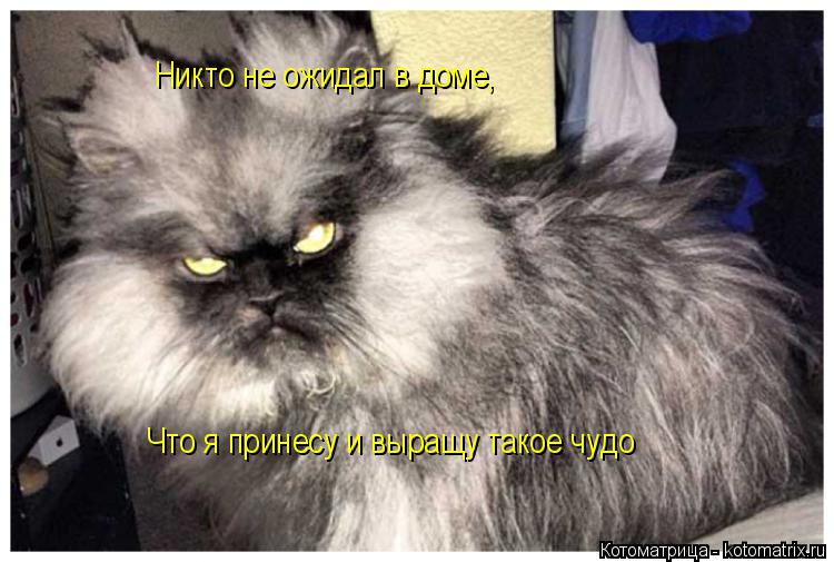Котоматрица: Никто не ожидал в доме,  Что я принесу и выращу такое чудо