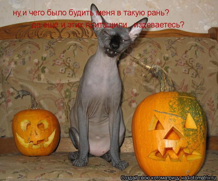 ну,и чего было будить меня в такую рань? да ещё и этих притащили...издеваетесь?... Котоматрица: ну,и чего было будить меня в такую рань? да ещё и этих притащили...издеваетесь?