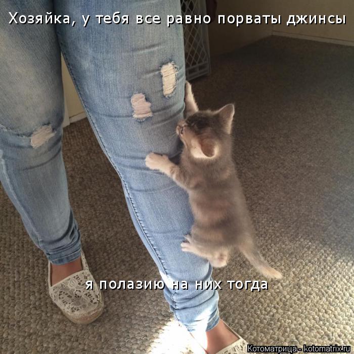 Котоматрица: Хозяйка, у тебя все равно порваты джинсы я полазию на них тогда