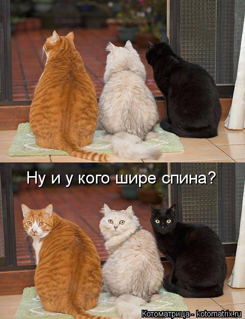 Ну и у кого шире спина?... Котоматрица: Ну и у кого шире спина?