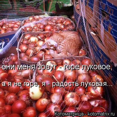 Котоматрица: они меня зовут - горе луковое, а я не горе, я - радость луковая...