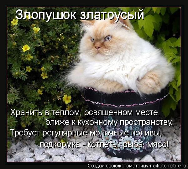 Котоматрица: Злопушок златоусый Хранить в тёплом, освященном месте, ближе к кухонному пространству. Требует регулярные молочные поливы, подкормка - кот