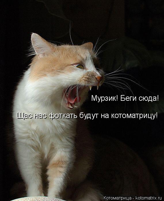 Котоматрица: Мурзик! Беги сюда! Щас нас фоткать будут на котоматрицу!