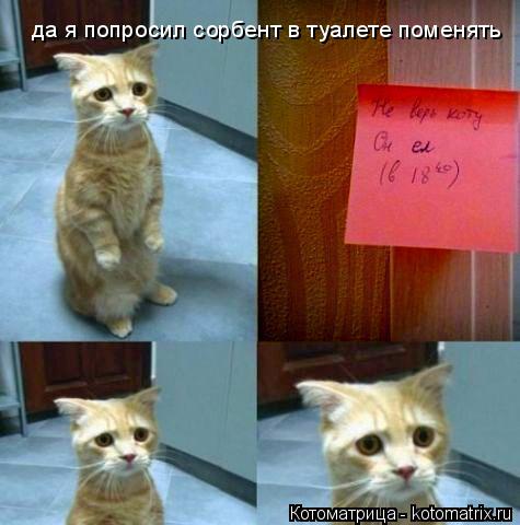 Котоматрица: да я попросил сорбент в туалете поменять