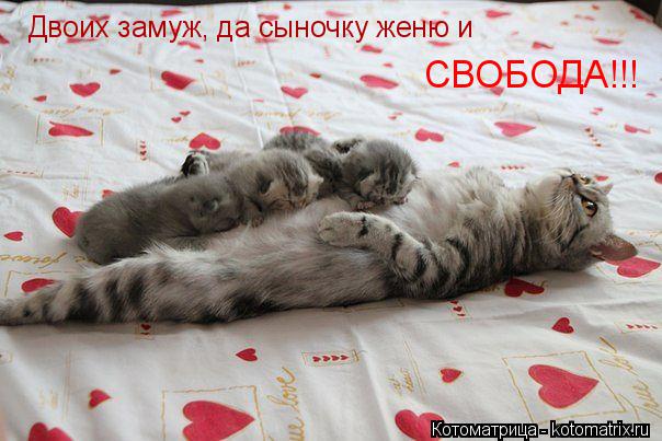 Котоматрица: СВОБОДА!!! Двоих замуж, да сыночку женю и