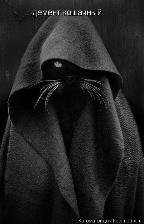 Котоматрица: демент кошачный
