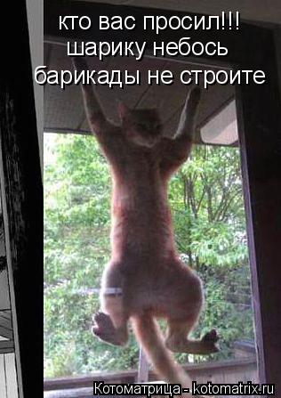 Котоматрица: шарику небось барикады не строите кто вас просил!!!