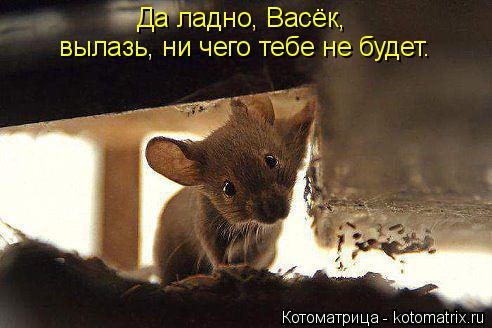 Котоматрица: Да ладно, Васёк,  вылазь, ни чего тебе не будет.