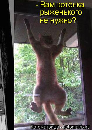 Котоматрица: - Вам котёнка рыженького не нужно?