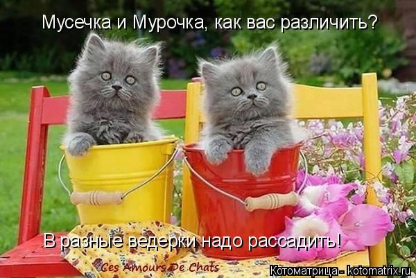Котоматрица: Мусечка и Мурочка, как вас различить? В разные ведерки надо рассадить!