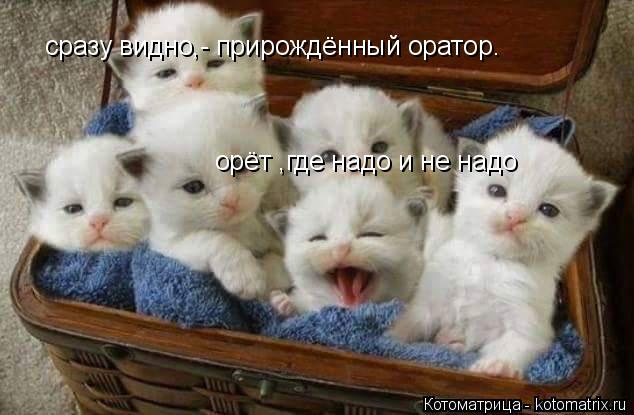 Котоматрица: сразу видно,- прирождённый оратор. орёт ,где надо и не надо